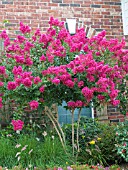 LAGERSTROEMIA TONTO