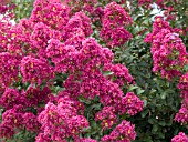 LAGERSTROEMIA TONTO