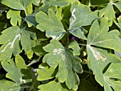 LEAF MINER DAMAGE ON COLUMBINE