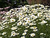 LEUCANTHEMUM SUPERBUM