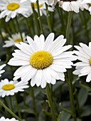 LEUCANTHEMUM SUPERBUM