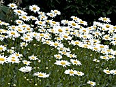 LEUCANTHEMUM SUPERBUM