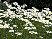 LEUCANTHEMUM SUPERBUM