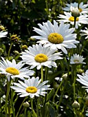 LEUCANTHEMUM SUPERBUM