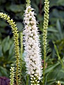 LIATRIS SPICATA FLORISTAN WHITE