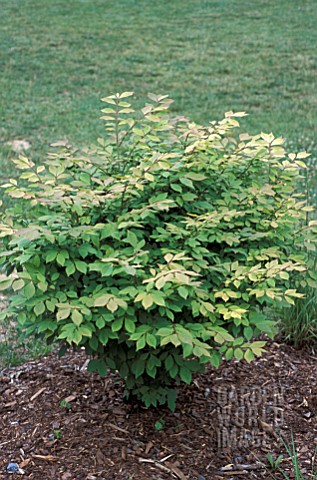 EUONYMUS_ALATA_SLEEPY_GEORGE_DECIDUOUS_SHRUB