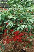 ARDISIA CRENATA,  SHRUB, RED, BERRIES, WHOLE, PLANT,