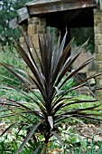 CORDYLINE AUSTRALIS,  RED SENSATION