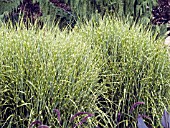 MISCANTHUS SINENSIS STRICTUS