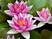NYMPHAEA PINK