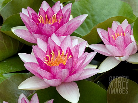 NYMPHAEA_PINK