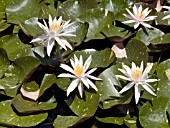 NYMPHAEA WHITE