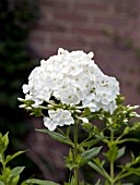 PHLOX PANICULATA DAVID