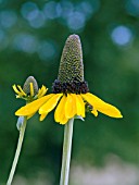 RUDBECKIA MAXIMA