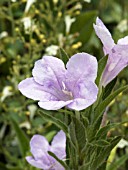 RUELLIA HUMILIS