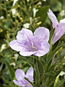 RUELLIA HUMILIS