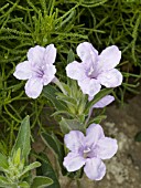 RUELLIA HUMILIS