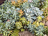 SUCCULENT MIX