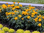 TAGETES ERECTA INCA GOLD