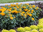 TAGETES ERECTA INCA GOLD