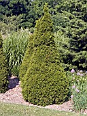 THUJA OCCIDENTALIS SMARAGD