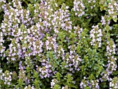 THYMUS PULEGIOIDES