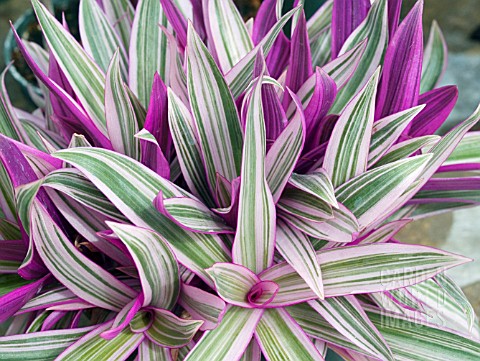 TRADESCANTIA_SPATHACEA_VARIEGATA