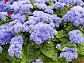 AGERATUM HOUSTONIANUM HAWAII BLUE