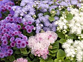 AGERATUM HOUSTONIANUM HAWAII MIX