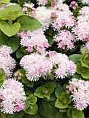 AGERATUM HOUSTONIANUM HAWAII SHELL PINK