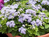 AGERATUM HOUSTONIANUM HAWAII SKY BLUE