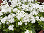 AGERATUM HOUSTONIANUM HAWAII WHITE