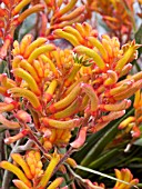 ANIGOZANTHOS KANGA ORANGE