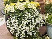 ANNUALS YELLOW FLOWERING AND BACOPA