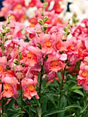 ANTIRRHINUM MAJUS FREESONG BRONZE