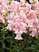 ANTIRRHINUM MAJUS FREESONG PRINCESS PINK