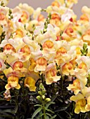 ANTIRRHINUM MAJUS FREESONG YELLOW FLAME