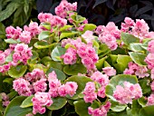 BEGONIA GUM DROP PINK