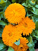 CALENDULA OFFICINALIS BON BON ORANGE