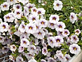 CALIBRACHOA SPRING FLING BLUE WITH EYE
