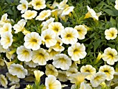 CALIBRACHOA SPRING FLING LEMON