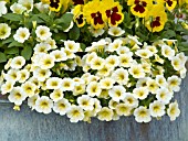 CALIBRACHOA SPRING FLING LEMON