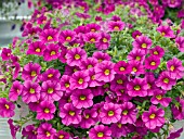 CALIBRACHOA SPRING FLING ROSE