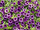 CALIBRACHOA SPRING FLING ROYAL BLUE