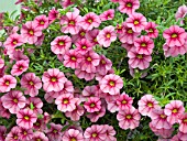 CALIBRACHOA SPRING FLING SALMON