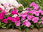 CATHARANTHUS ROSEUS MIX