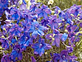 DELPHINIUM CHINENSIS DOLPHIN BLUE