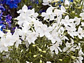 DELPHINIUM CHINENSIS DOLPHIN WHITE