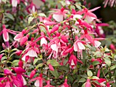 FUCHSIA DIVA RED AND WHITE