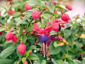 FUCHSIA WINDCHIME DARK EYES